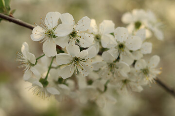 Fragrant white cherry blossoms on a warm spring evening.