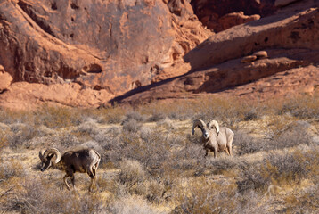 Desert Bighorn Sheep Rams in the Nevada Desert