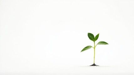 Minimalist composition of a delicate branch against a white background with large empty space, modern nature-inspired aesthetic with copy space.