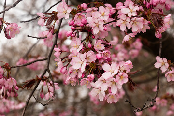 Branches of cherry blossoms, close-up