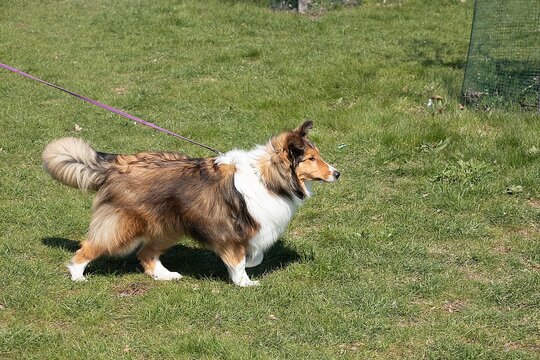 Scottish Shepherd on a walk in the park