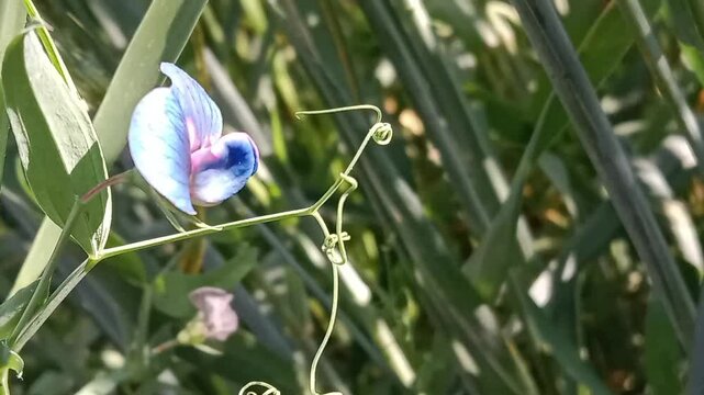 lathyrus sativus flower with green background or flower of the Grass Pea	