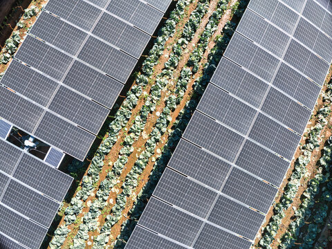 aerial view growing crops under solar panels, , solar park, solar solutions, farmers cabbage crop