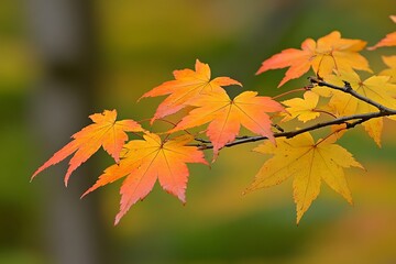 Autumn Maple Leaves in a Forest.