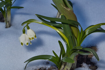 Spring snowflake (lat. Leucojum vernum) is blooming. Spring snowflake is a plant species of the...