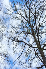 pattern of branches against cloudy backdrop, forest background concept