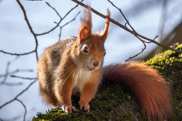 Fressendes Eichhörnchen im Baum