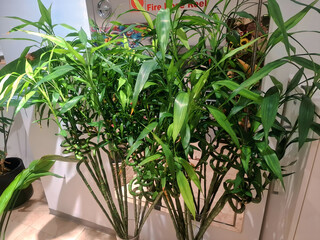 plants in pots palnts with green leaf