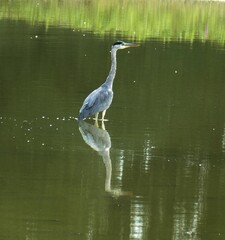 Reiher im See