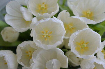Close up bouquet of white tulips buds flowers. Flower arrangement. Wallpaper, backdrop, cover, greeting card, for design