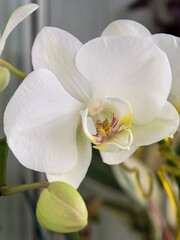 Stunning White Orchid in Bloom with Bud.