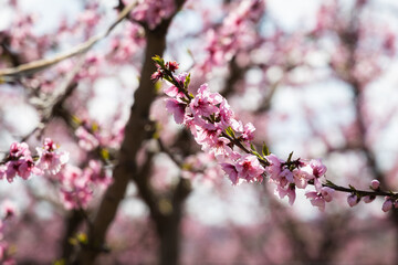 Pink peach tree in blossom, fields of pink trees in Aitona, Spain