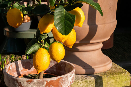 Lemons fruit close-up on a citrus tree in a terracotta flower pot. Mediterranean sunny kitchen garden