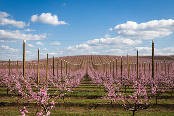 Pink peach tree in blossom, fields of pink trees in Aitona, Spain