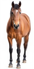 Obraz premium A brown horse stands in front of a white background. The horse is the main focus of the image, and it is looking directly at the camera. The contrast between the horse's brown color