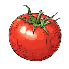 Simple hand-drawn colorful tomato. Trendy abstract minimal style. Natural fresh. Vector illustration isolated on white background, vector illustration	