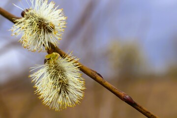 willow branch with catkins