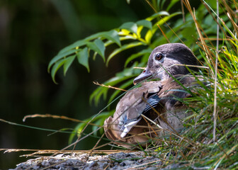 Female Mandarin Duck (Aix galericulata), native to East Asia, found in parks and wetlands worldwide.