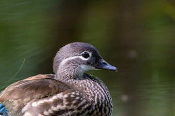 Obraz premium Female Mandarin Duck (Aix galericulata), native to East Asia, found in parks and wetlands worldwide.