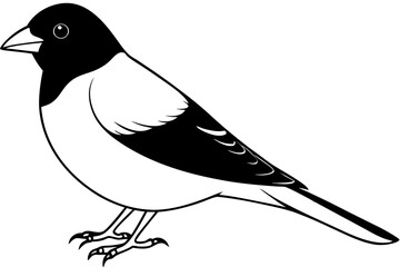 bullfinch line art silhouette vector illustration