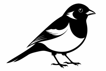 bullfinch line art silhouette vector illustration