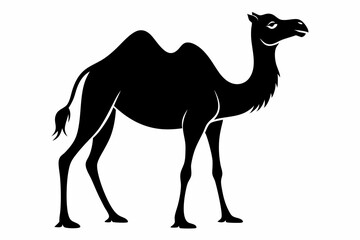 Fototapeta premium dromedary camel line art silhouette vector illustration