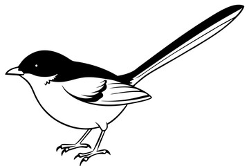 fairy wren line art silhouette vector illustration