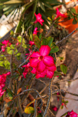 Impala lily flower pink color. Flowering nature closeup. Macro of flowering mock azalea. Pink exotic flower. Natural flower desert rose. Flora nature. Bright blooming flower in nature