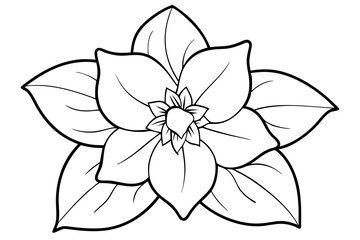 hellebore flower line art silhouette vector illustration