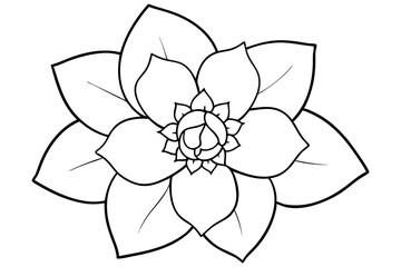 hellebore flower line art silhouette vector illustration