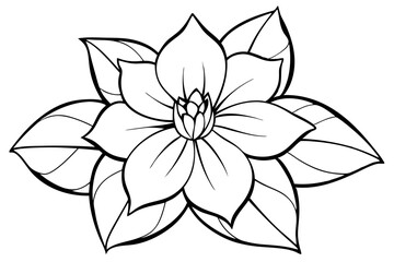 hellebore flower line art silhouette vector illustration