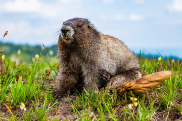 Wild animal in nature. Groundhog at zoo. Rodent animal woodchuck. Rodent marmot animal. Marmot capybara. Marmot wild largest rodent. Woodchuck rodent. South American capybara. Friendly capybara