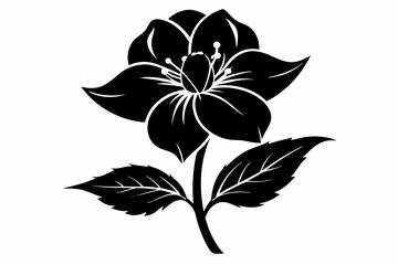 hellebore flower line art silhouette vector illustration