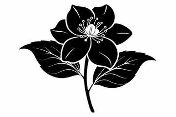 hellebore flower line art silhouette vector illustration
