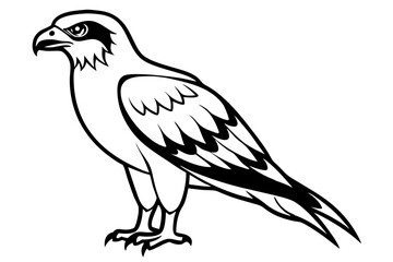 osprey line art silhouette vector illustration