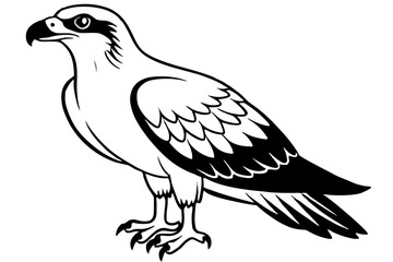 osprey line art silhouette vector illustration