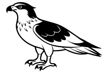 osprey line art silhouette vector illustration