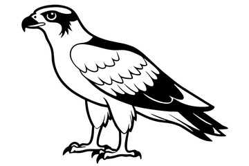 osprey line art silhouette vector illustration