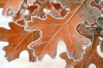 Frost-covered autumn oak leaves, close-up