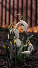 Fototapete bei efototapeten.de bestellen   