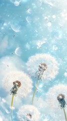 Obraz premium A serene image of dandelions against a soft blue background with floating seeds.