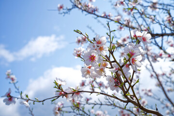 A close-up of a blooming fruit tree branch with delicate petals against a blue sky, evoking the magic of spring.Perfect for nature and seasonal themes