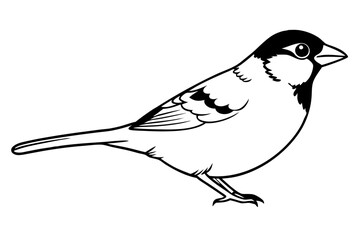 sparrow line art silhouette vector illustration