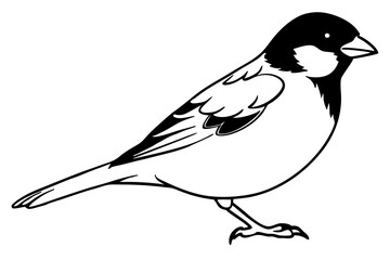 sparrow line art silhouette vector illustration