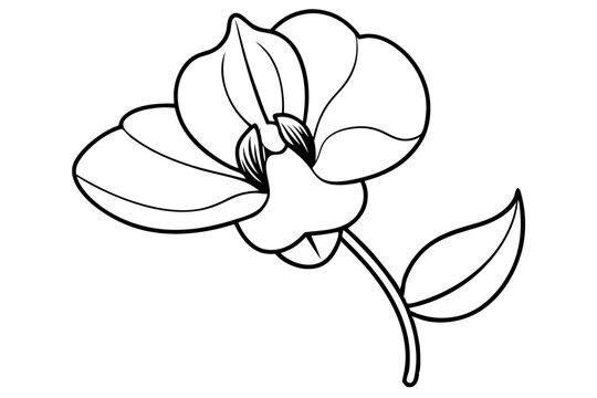 recommend clip art: sweet pea flower line art silhouette vector illustration