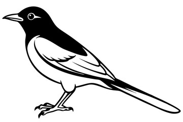thrush line art silhouette vector illustration