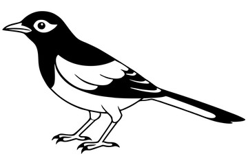 thrush line art silhouette vector illustration