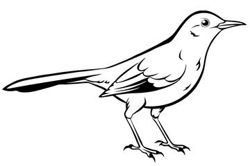 thrush line art silhouette vector illustration