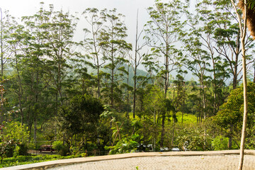 les arbres à la montagne de Ella au Srilanka