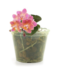 Beautiful of flowering orchid in pot.